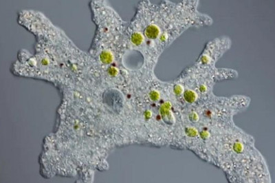 The first death related to the "Brain-Eating Amoeba" is reported in South Korea.